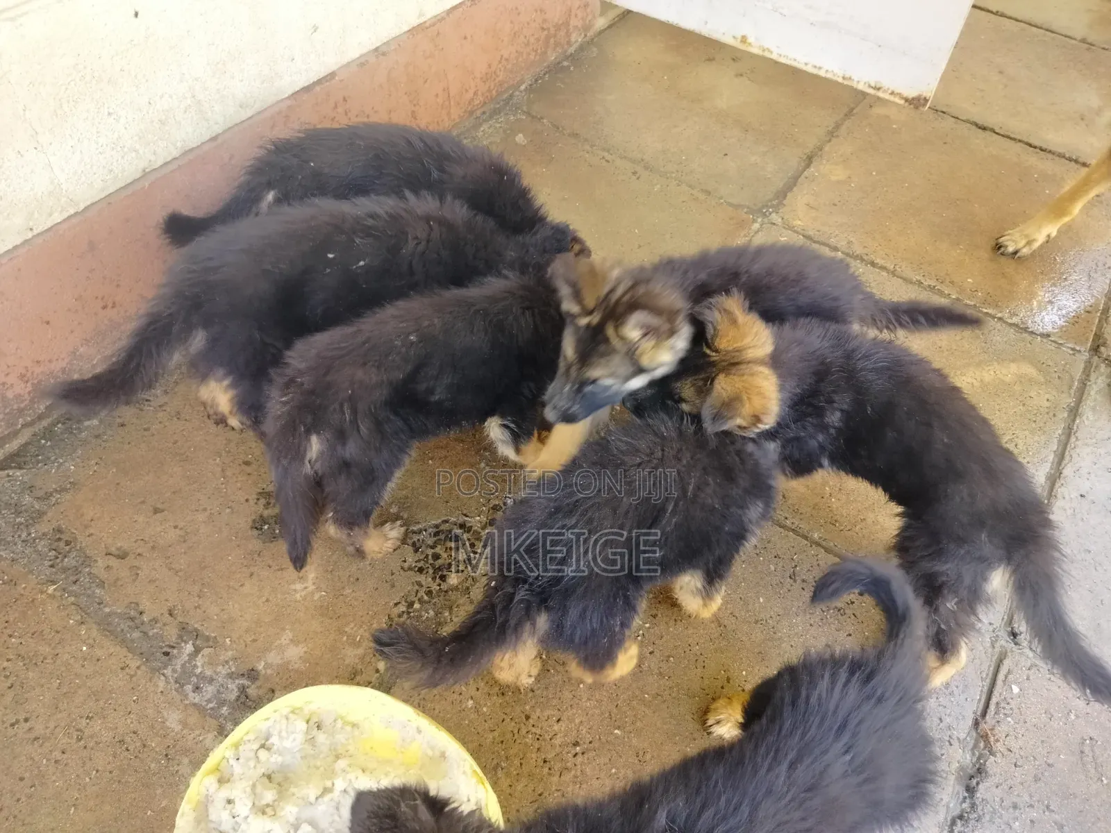1-3 months Female Purebred German Shepherd