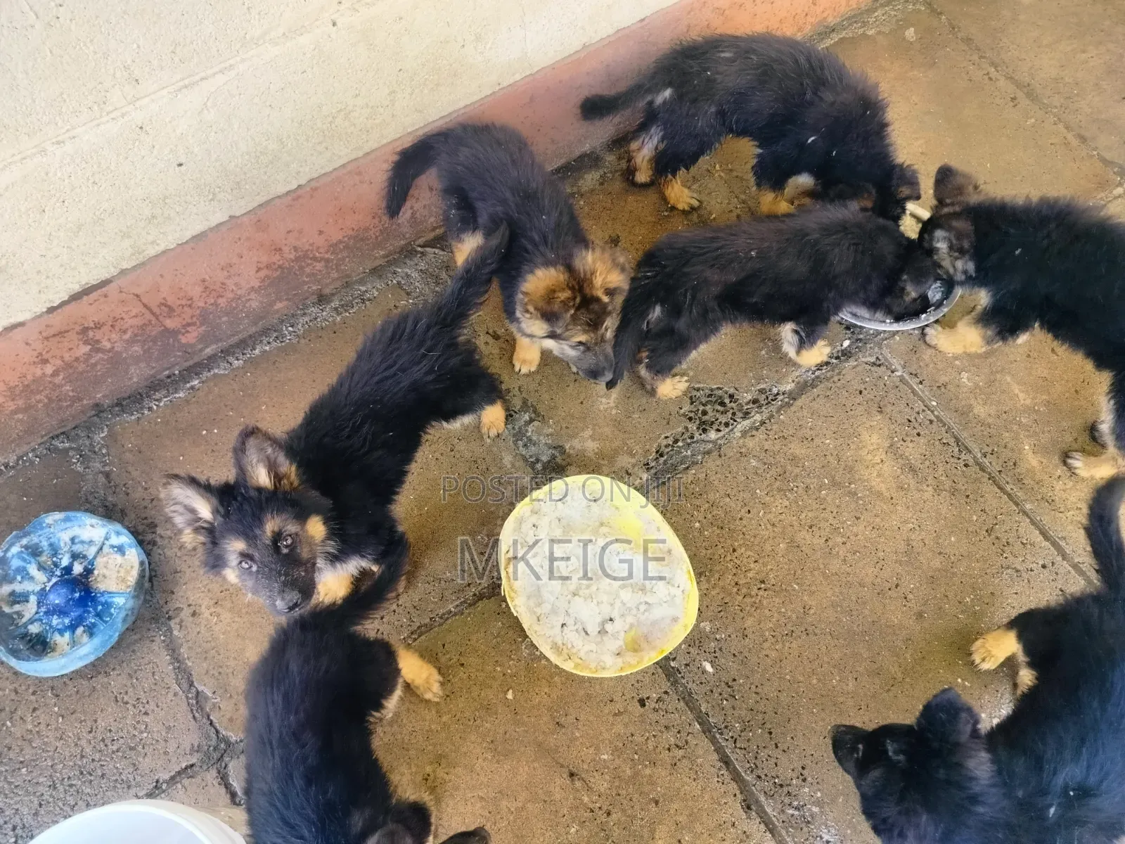 1-3 months Female Purebred German Shepherd