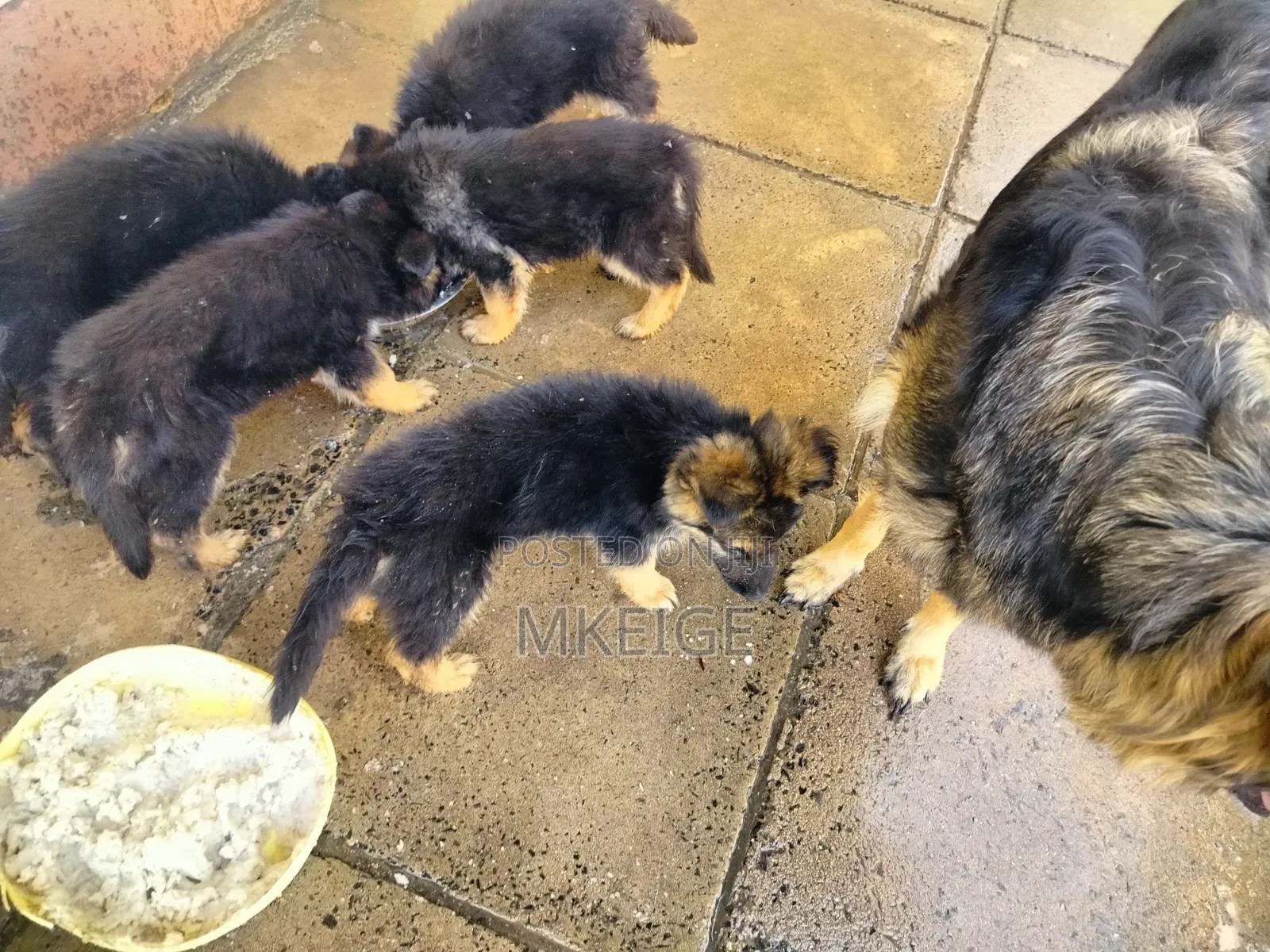 1-3 months Female Purebred German Shepherd