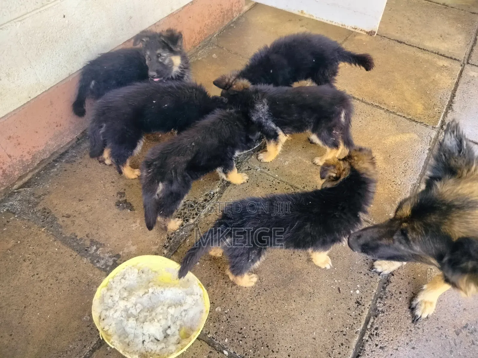 1-3 months Female Purebred German Shepherd