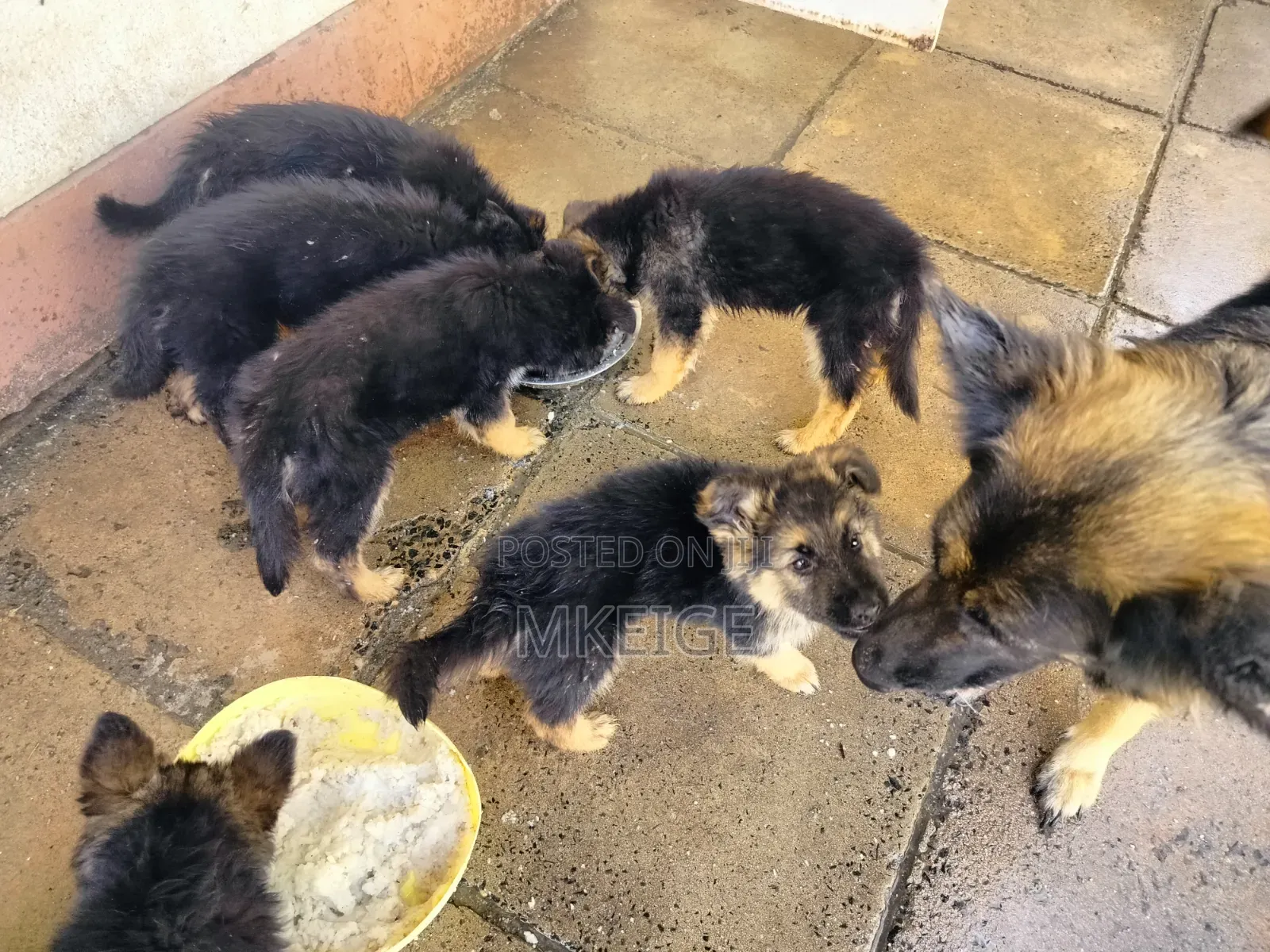 1-3 months Female Purebred German Shepherd