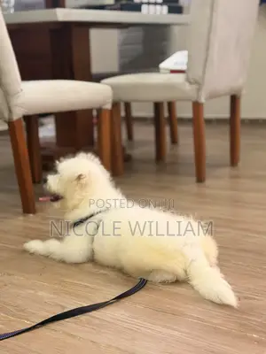 3-6 months Male Purebred Maltese