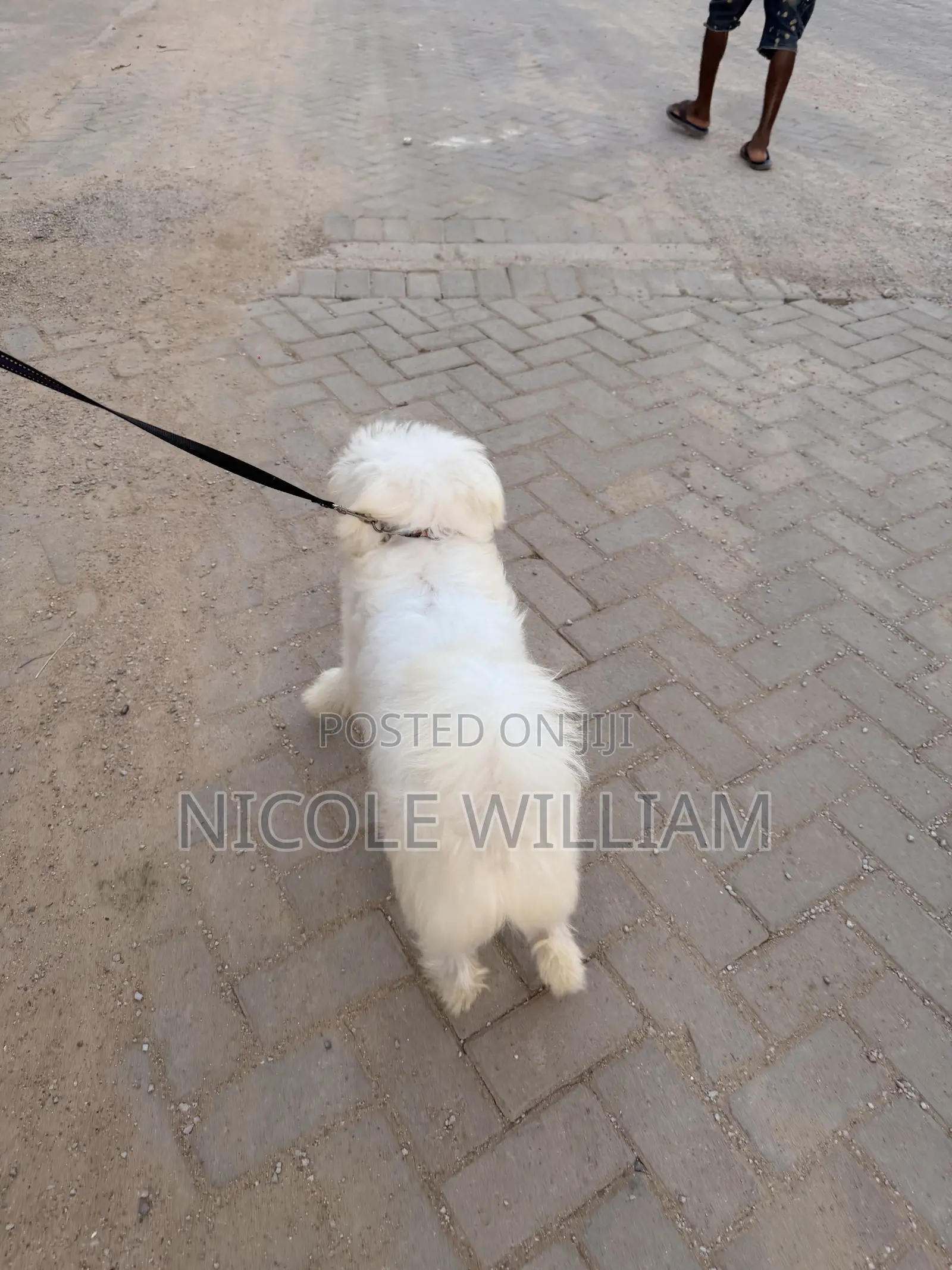 3-6 months Male Purebred Maltese