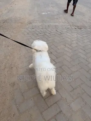 3-6 months Male Purebred Maltese