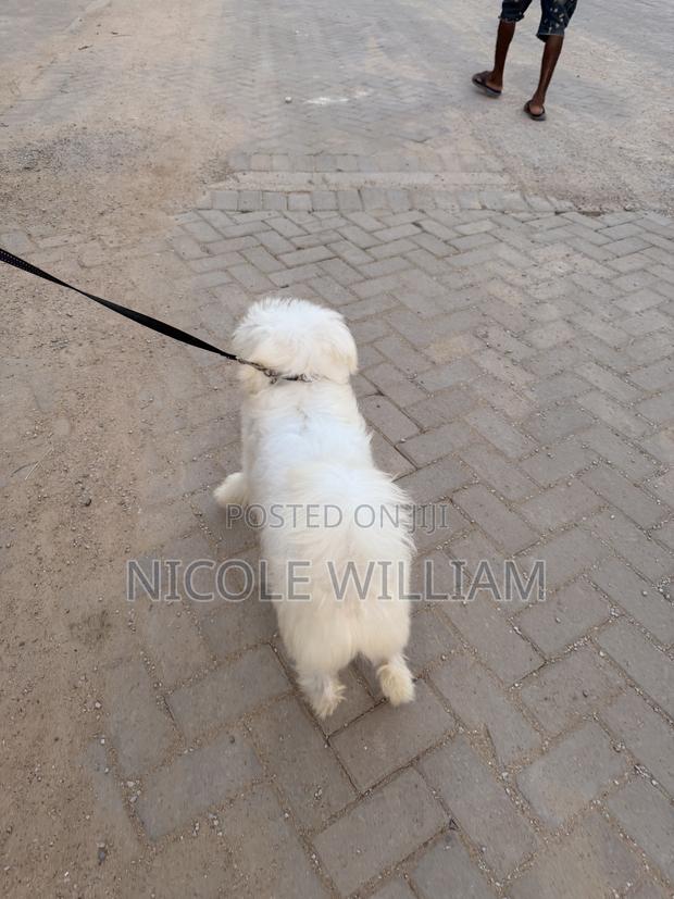 3-6 months Male Purebred Maltese