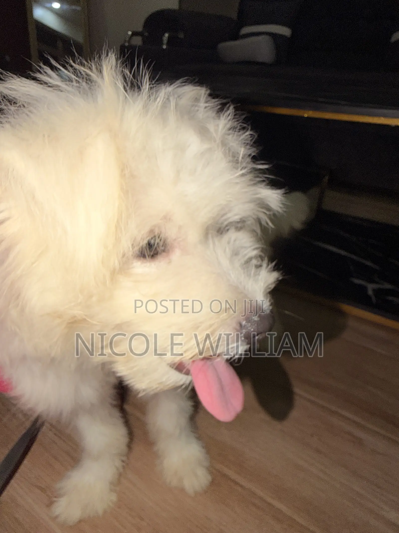3-6 months Male Purebred Maltese