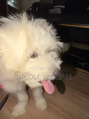 3-6 months Male Purebred Maltese