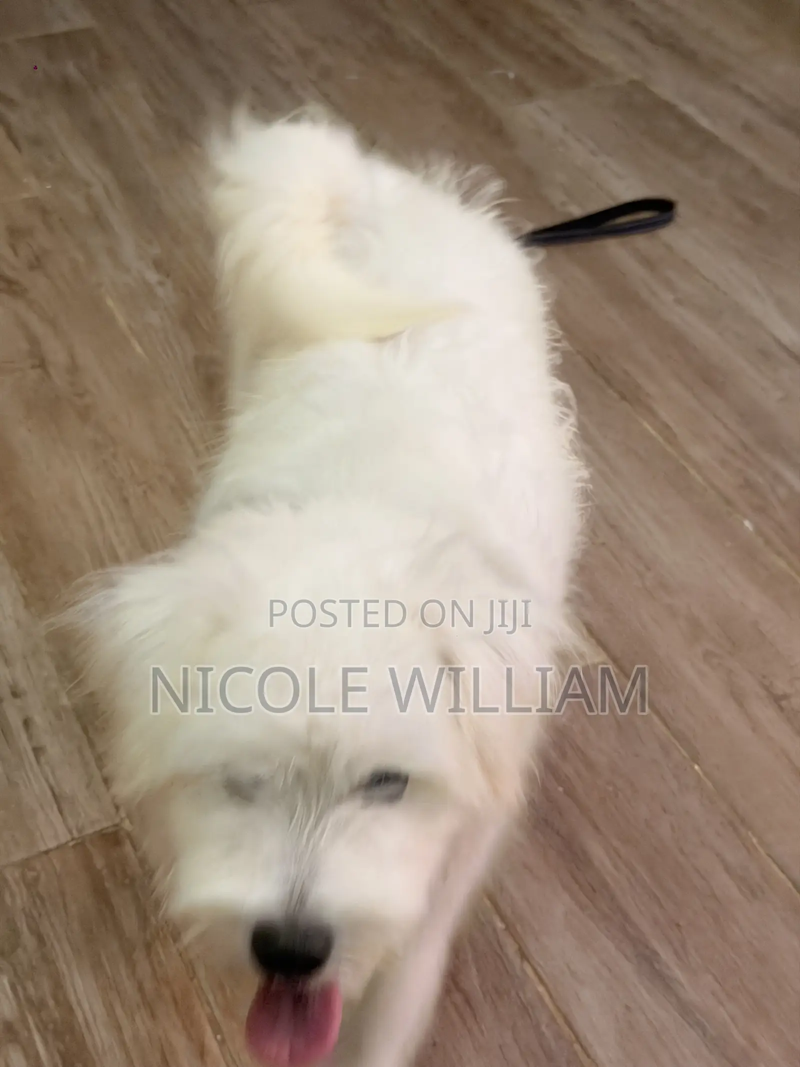 3-6 months Male Purebred Maltese