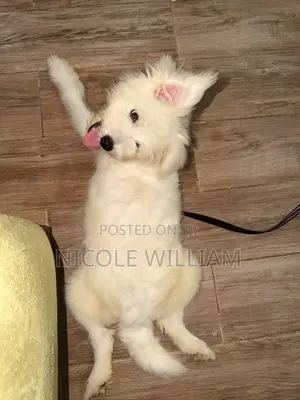 3-6 months Male Purebred Maltese