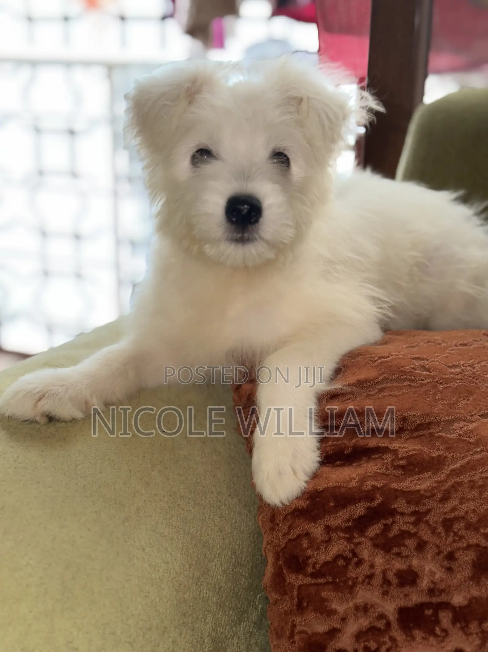 3-6 months Male Purebred Maltese