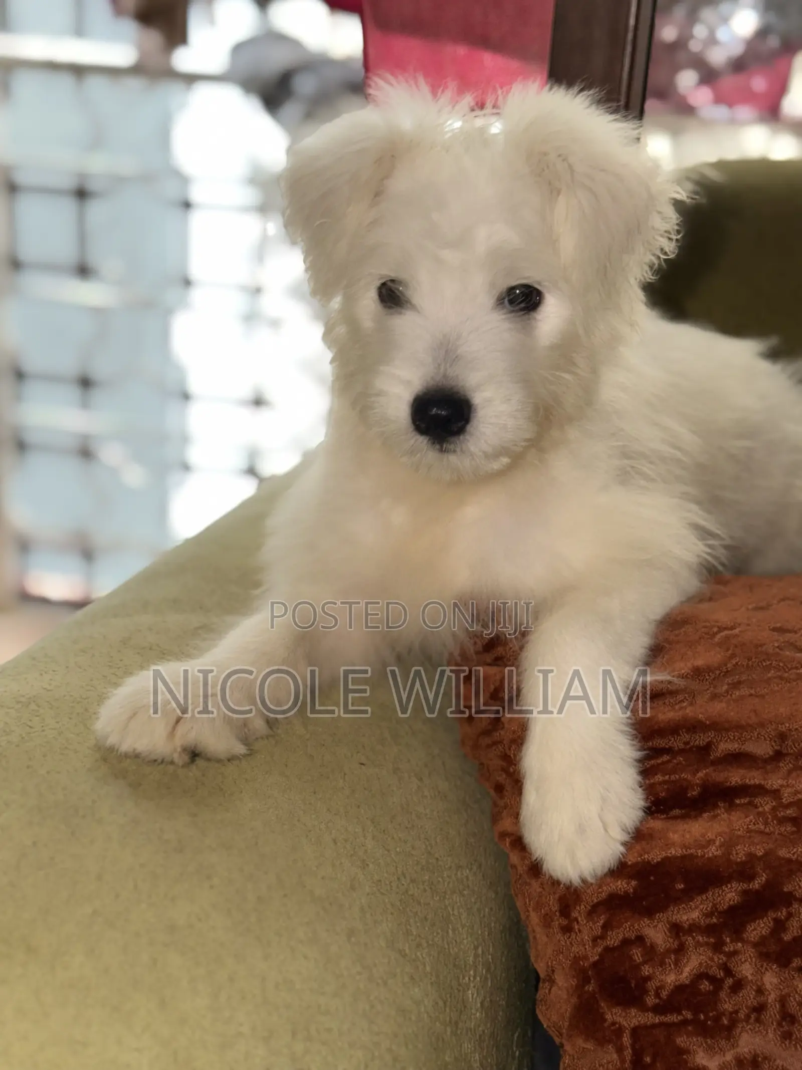 3-6 months Male Purebred Maltese