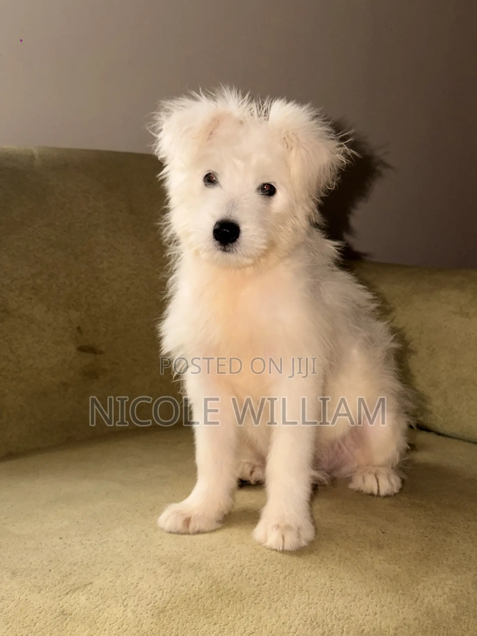 3-6 months Male Purebred Maltese