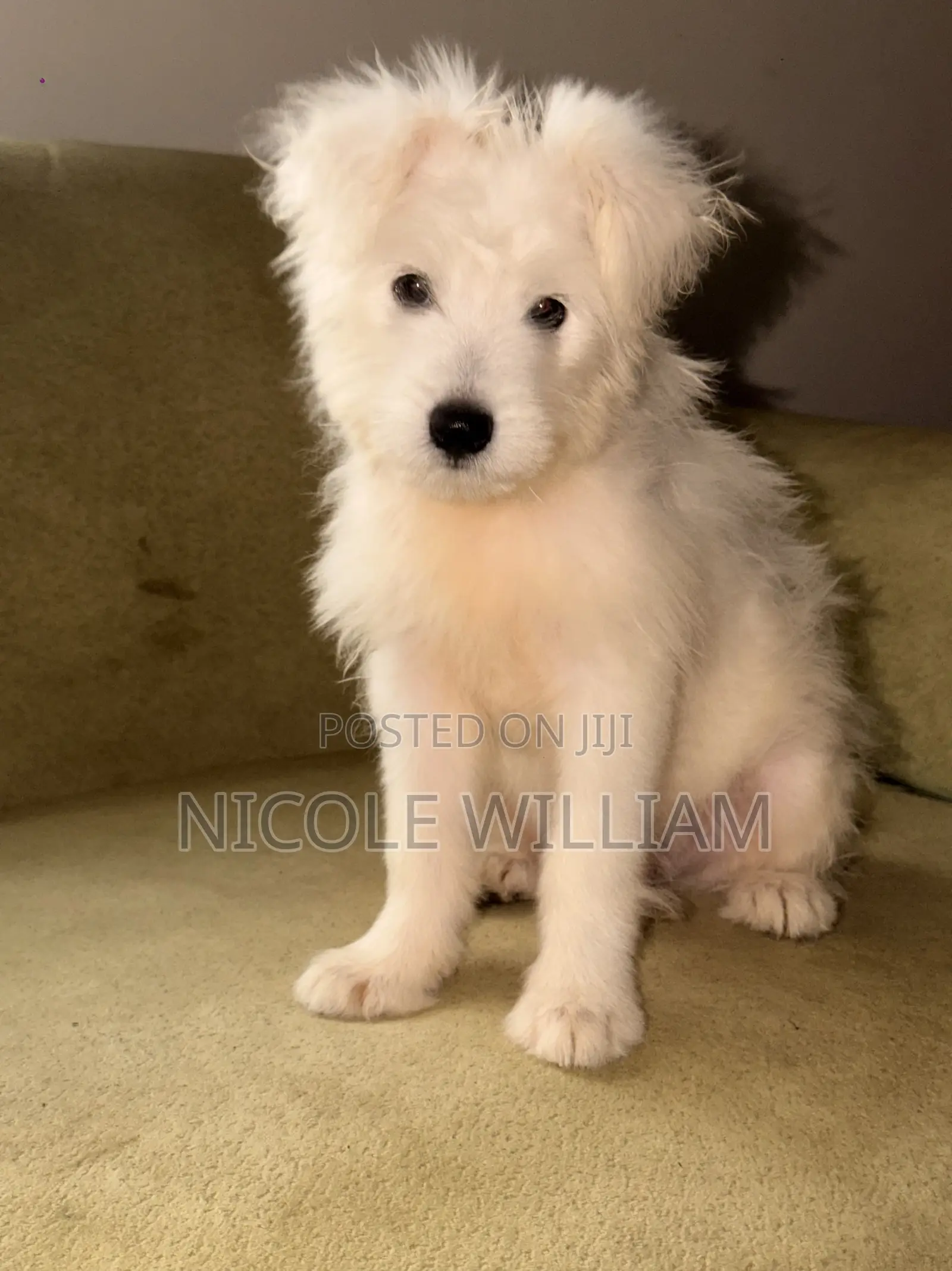 3-6 months Male Purebred Maltese