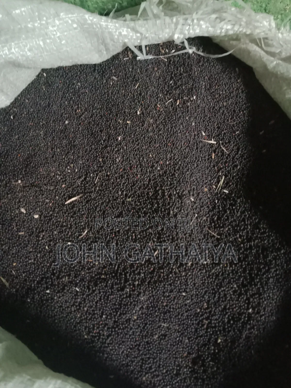 Canula Seeds
