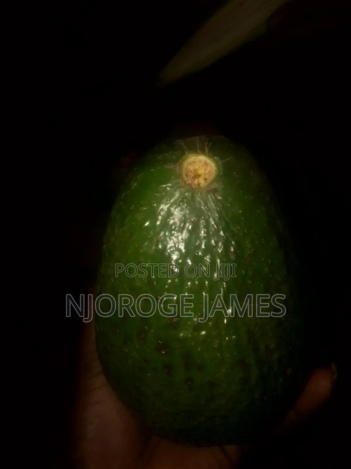 Fresh Ovacodo From the Farm