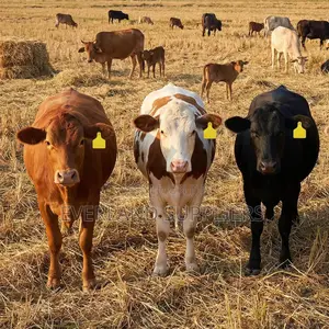 Cattle Large Ear Tags for Easy Viewing