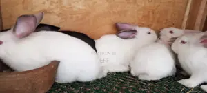 Rabbit for Sale