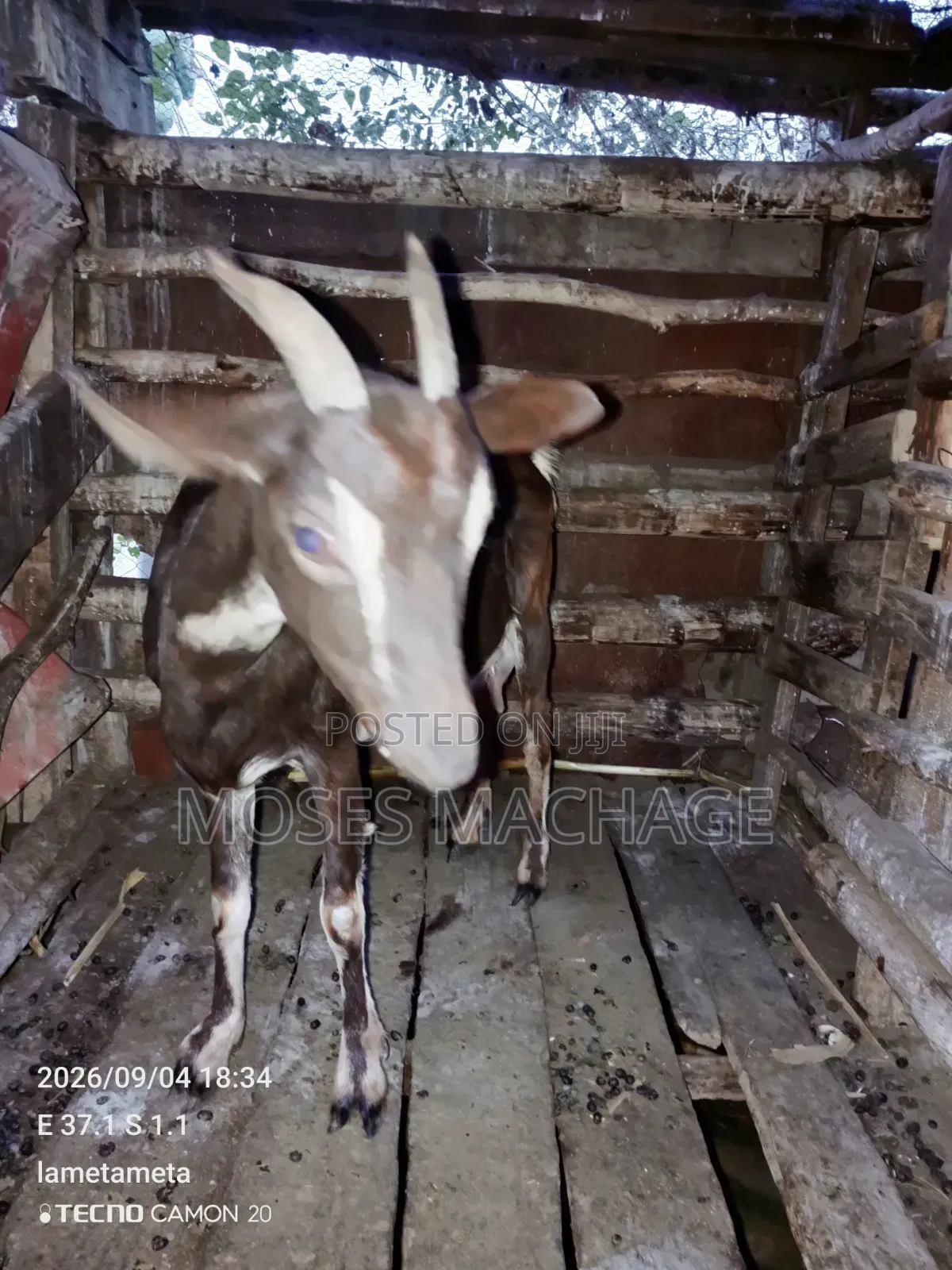 Healthy Goat
