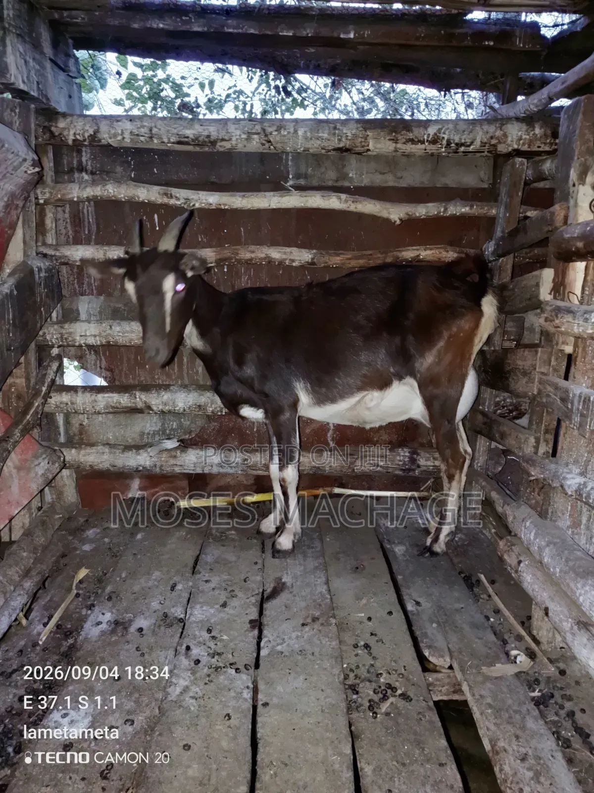 Healthy Goat