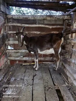 Healthy Goat