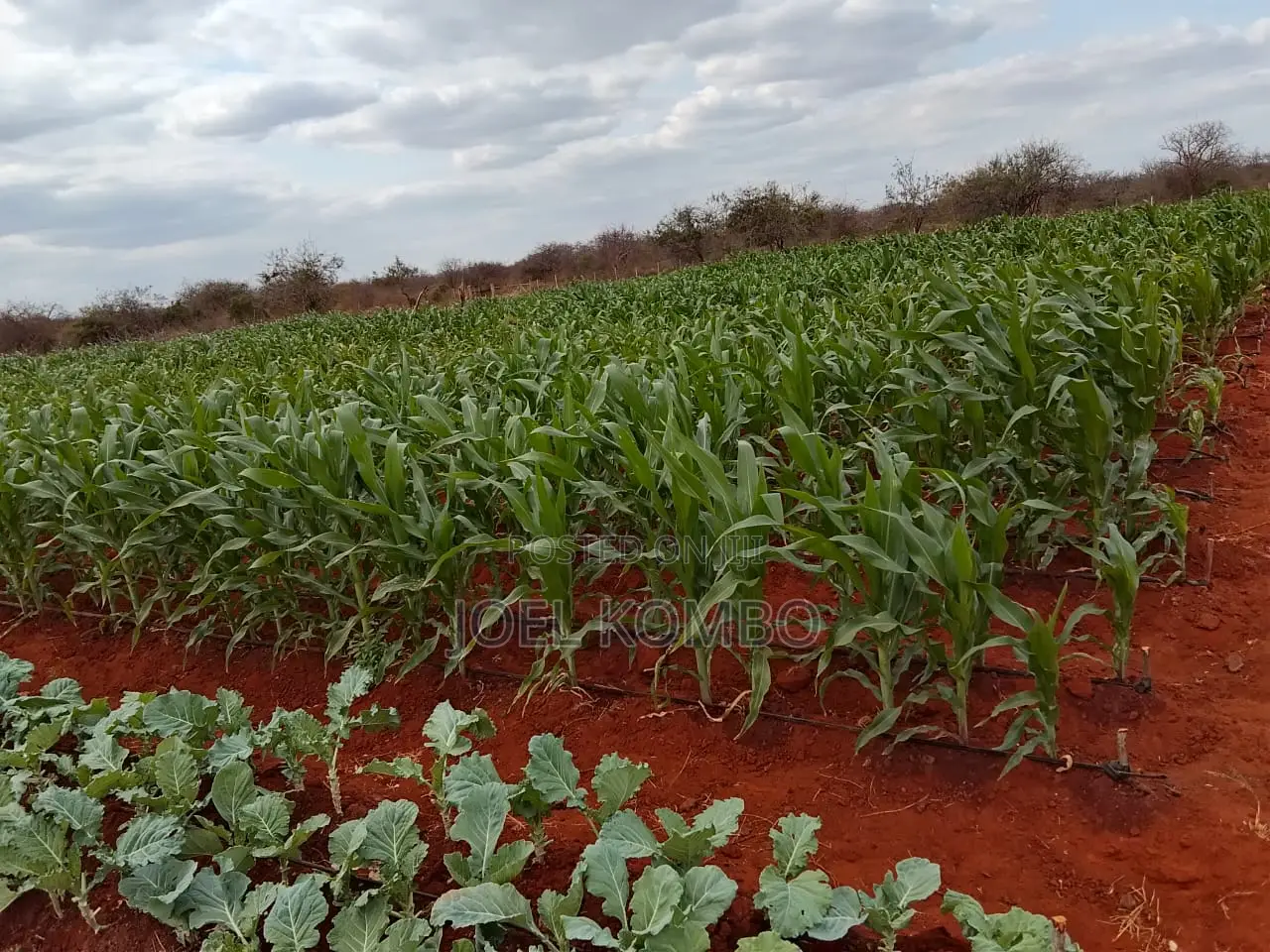 Prime 95 Acre Land Near Kambu,Makueni County.Underground Water .