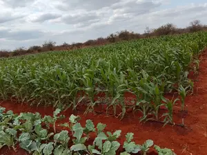Prime 95 Acre Land Near Kambu,Makueni County.Underground Water .