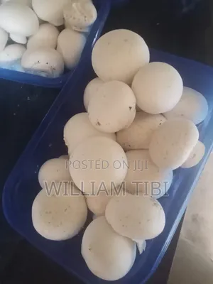 Fresh Mushrooms for Sale