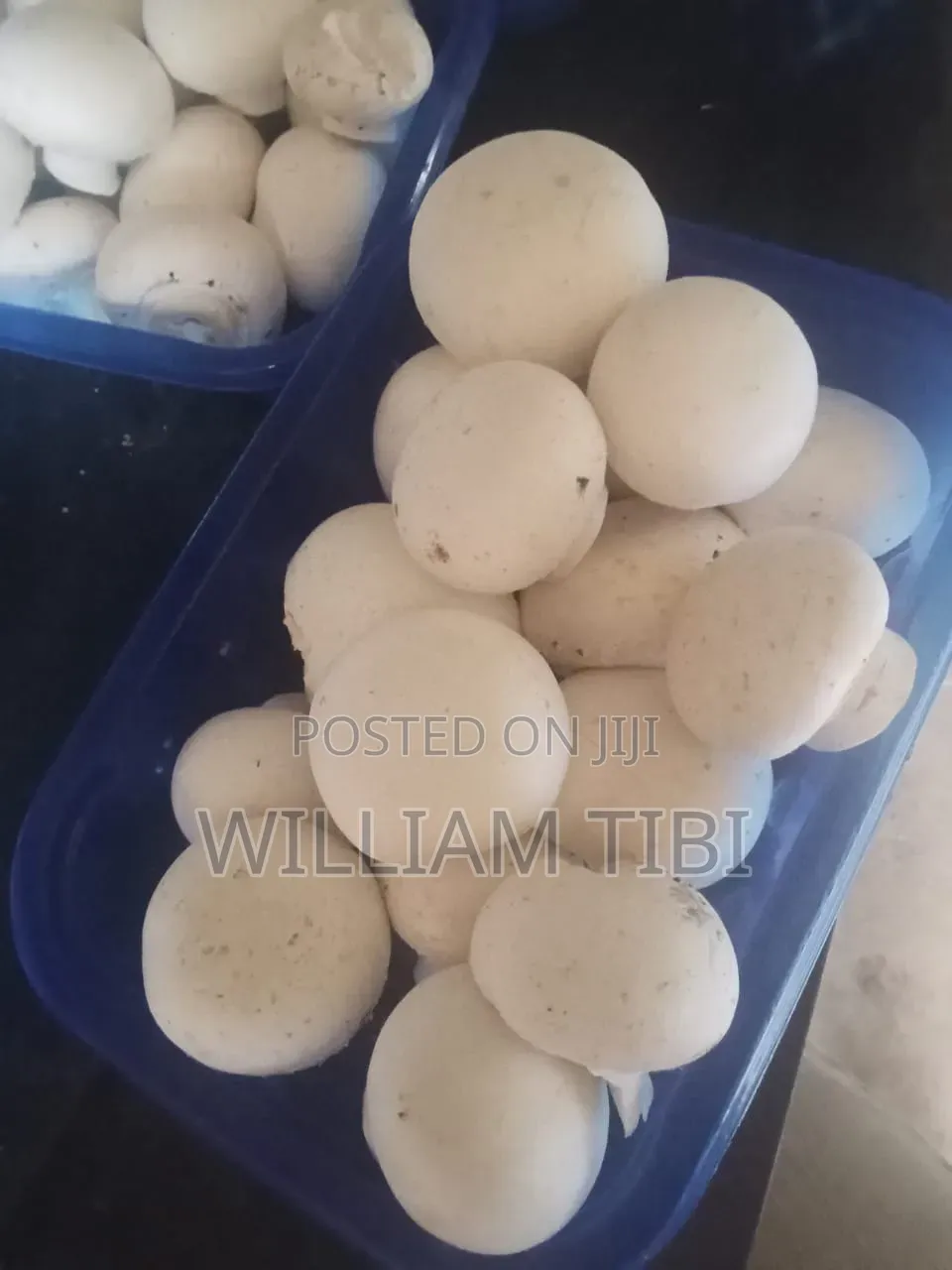 Fresh Mushrooms for Sale