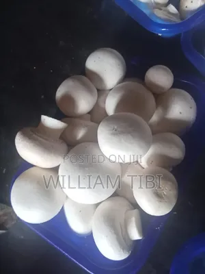 Fresh Mushrooms for Sale