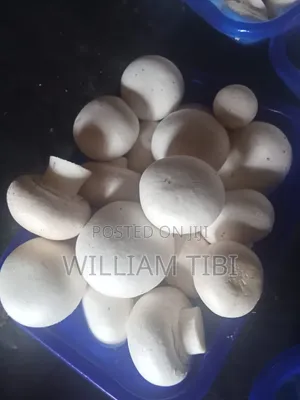 Fresh Mushrooms for Sale