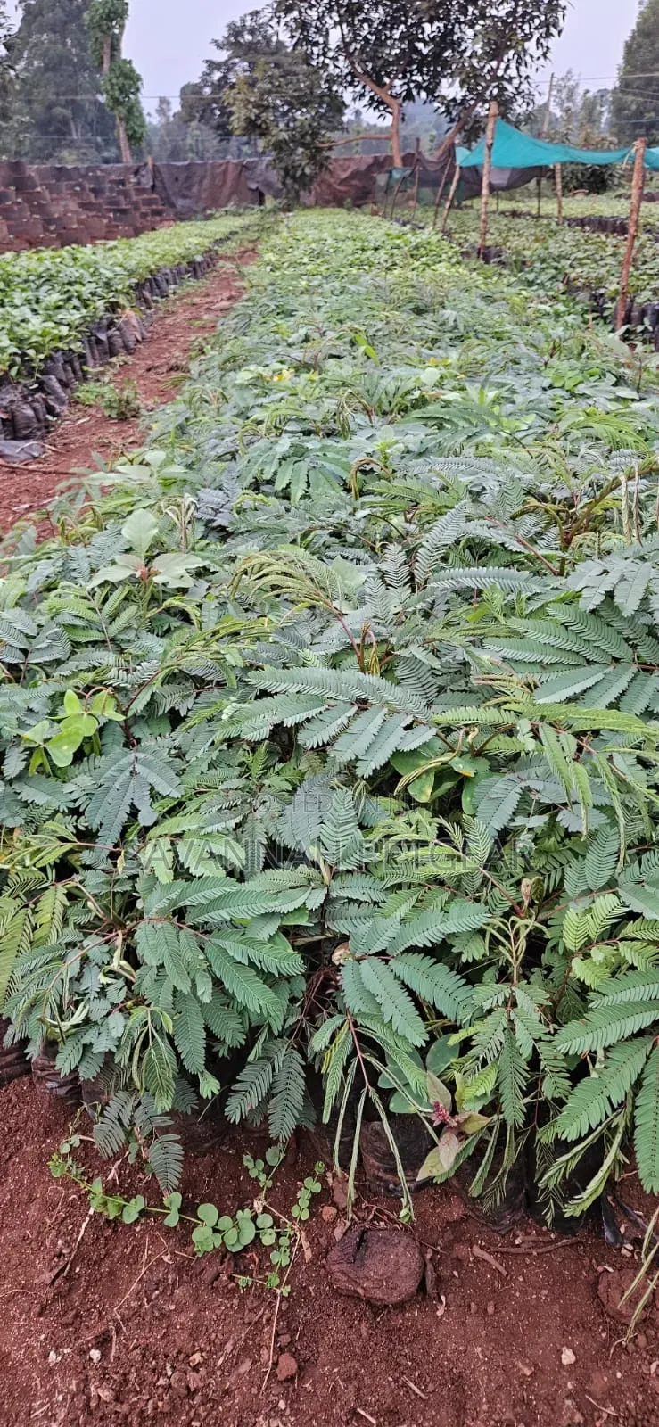 Calliandra (Calliandra Calothyrsus) Seedlings for Sale