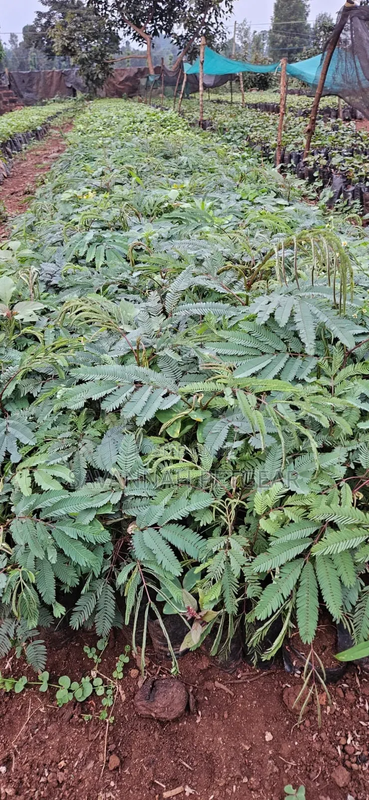 Calliandra (Calliandra Calothyrsus) Seedlings for Sale