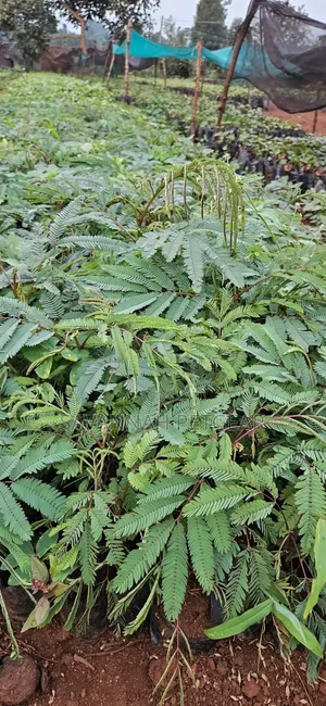 Calliandra (Calliandra Calothyrsus) Seedlings for Sale