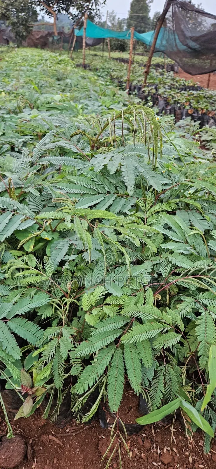 Calliandra (Calliandra Calothyrsus) Seedlings for Sale