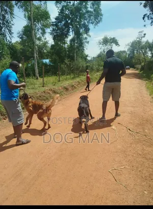 1-3 months Female Mixed Breed Boerboel