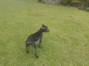 3-6 months Female Purebred American Pit Bull Terrier