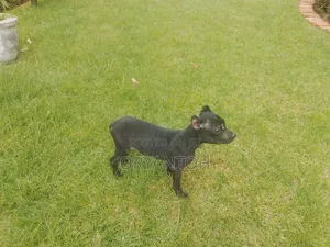 3-6 months Female Purebred American Pit Bull Terrier