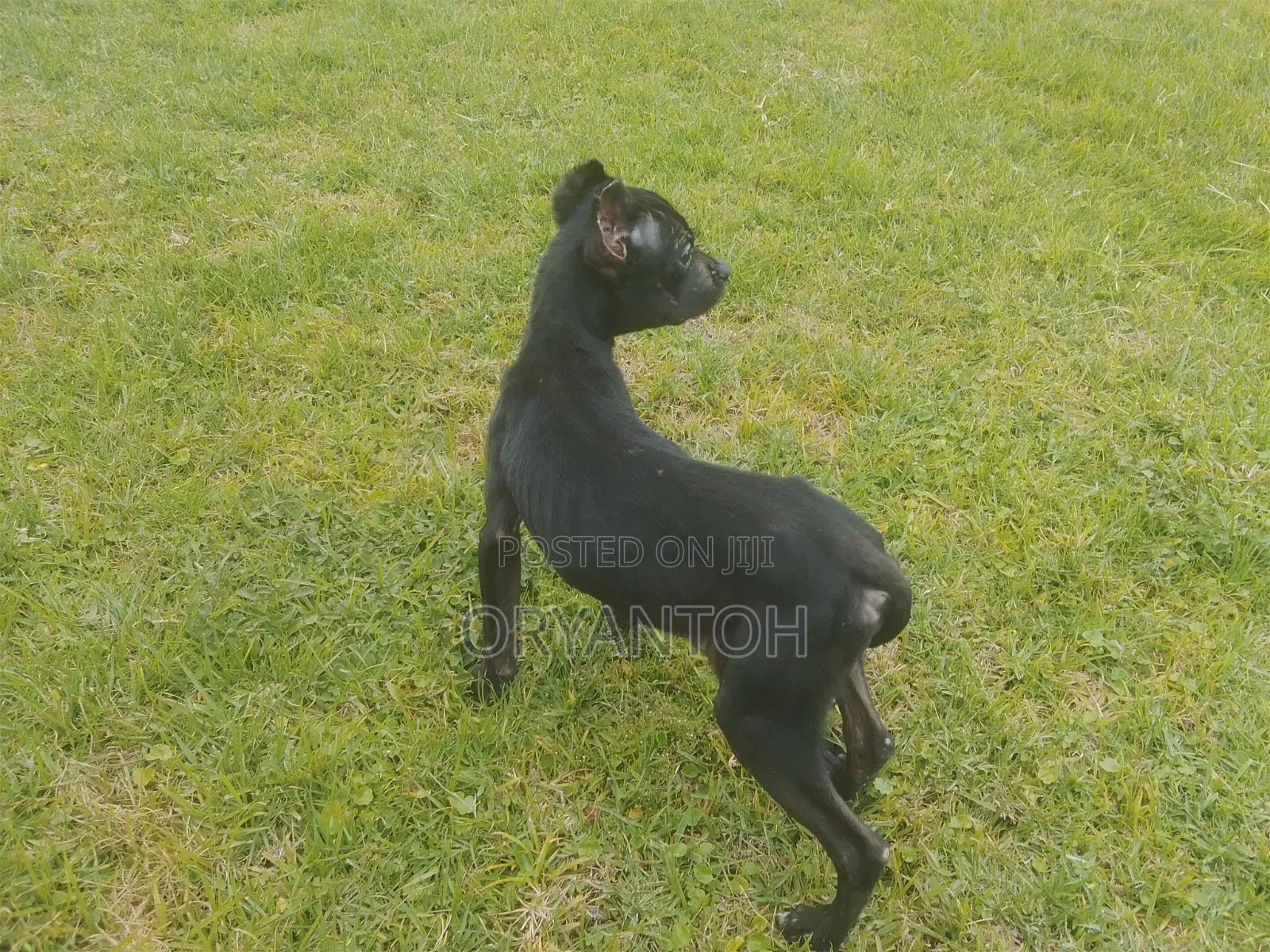 3-6 months Female Purebred American Pit Bull Terrier