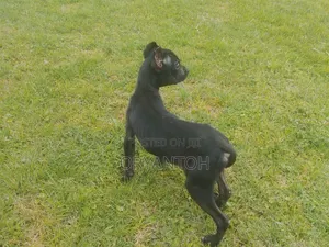 3-6 months Female Purebred American Pit Bull Terrier