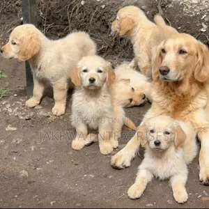 1-3 months Male Purebred Golden Retriever