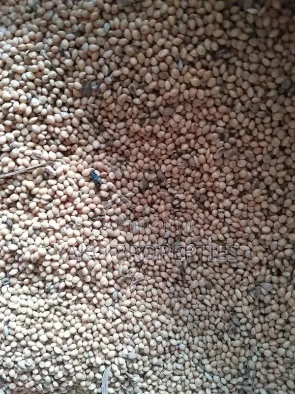 Mombasa Grass (Panicum)