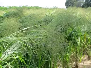 Mombasa Grass (Panicum)