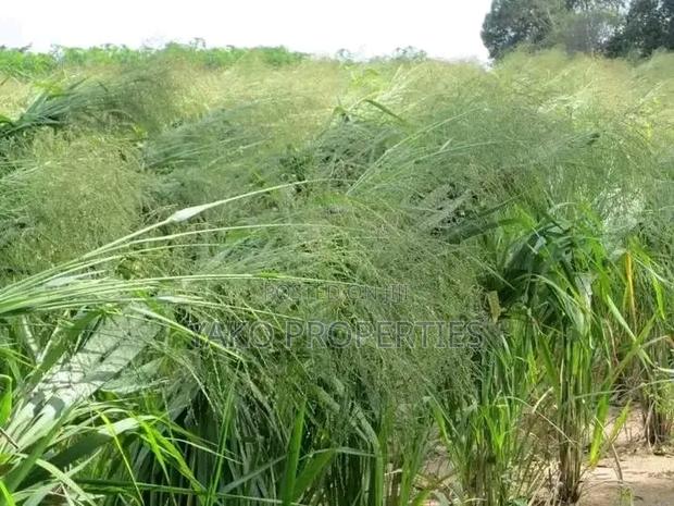 Mombasa Grass (Panicum) - thumbnail 2