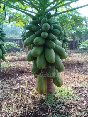 Dwarf Hybrid Pawpaw Seedlings