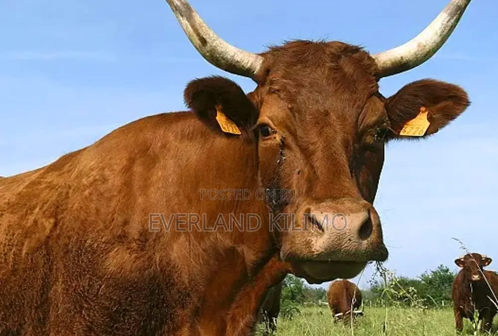 Medium Numbered Check Tags for Bulls