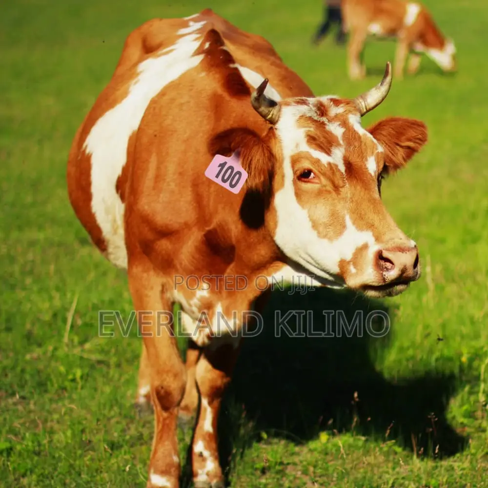Cattle Counting Numbered Tags - Large