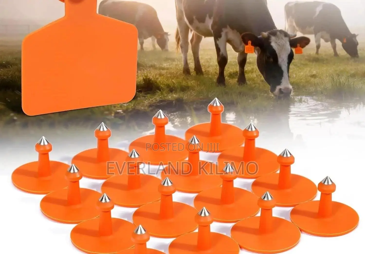 Plain Herd Visible Medium Ear Tags for Cows