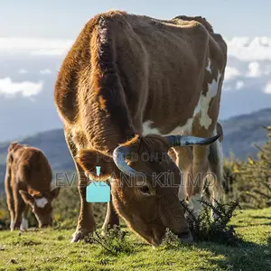 Cattle Record Verification Plain Z- Tags