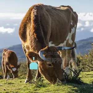 Cattle Record Verification Plain Z- Tags