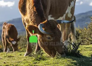 Plain Ear Z- Tags for Cattle Documentation